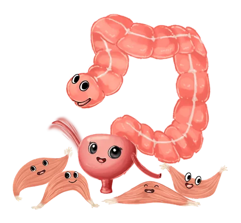 Bexiga Beli, Intestino Guto e Músculos Pupos